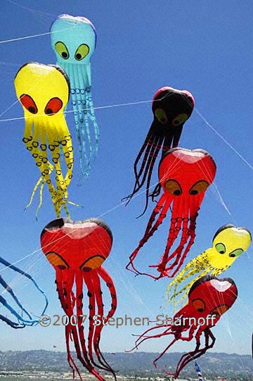 octopus kites 1 graphic